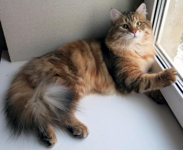 golden tabby siberian cat