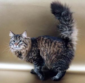 Siberian cats are well-known